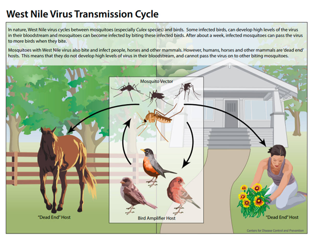 Image courtesy Center for Disease Control.