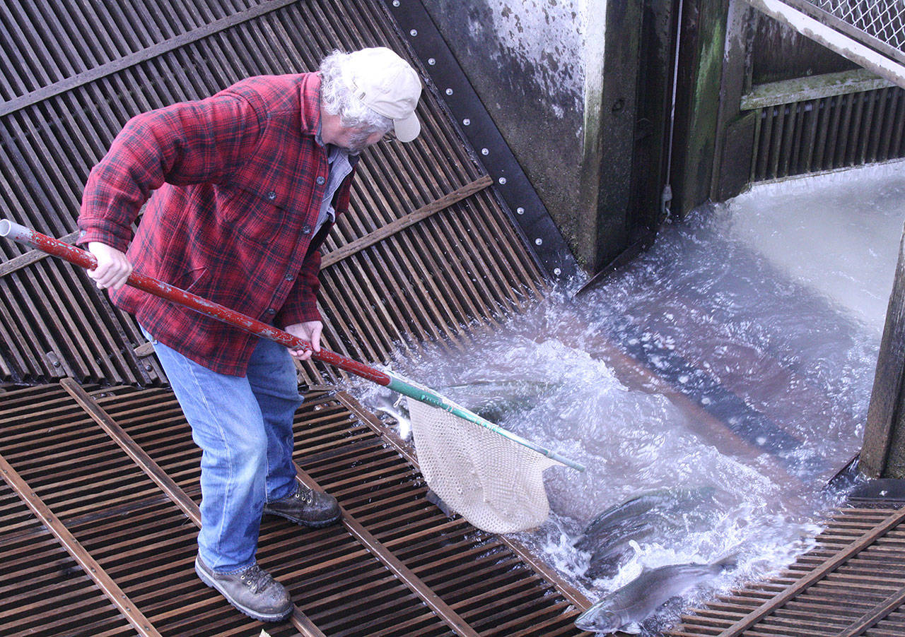 A worker scoots salmon into a holding tank so they can be moved into a tanker truck. The fish are transported to a spot above Mud Mountain Dam, where they are released bank into the river. Photo by Kevin Hanson