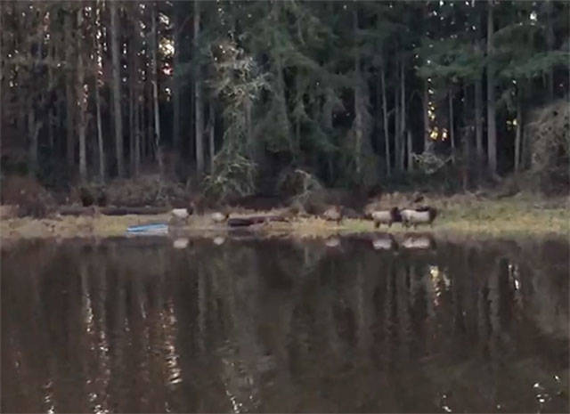 A local resident recently filmed a small herd of elk bathing in Dandy Lake. Image by Grace Hart