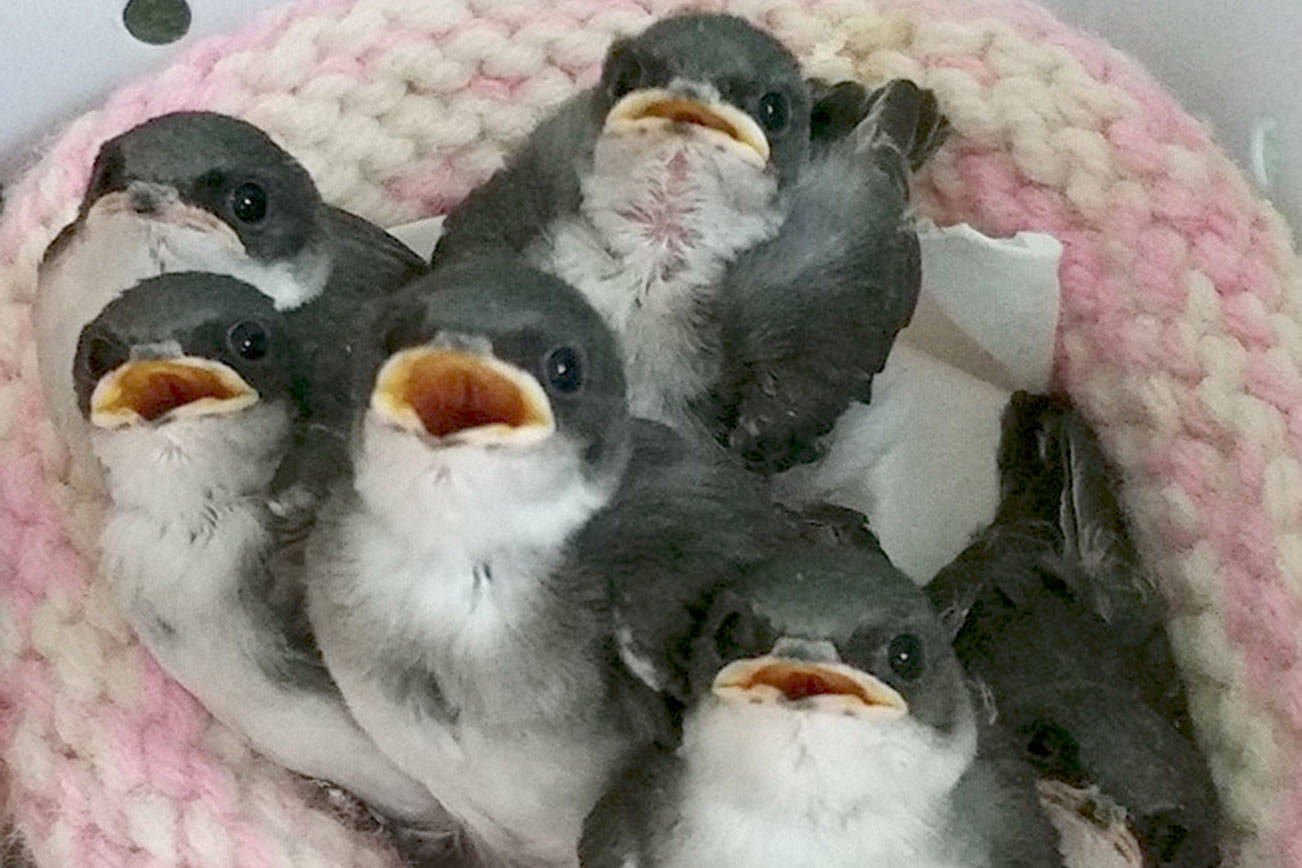 Spring is coming, and so is baby bird season