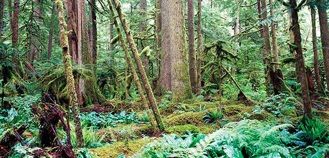Nine-week course aimed at those with wooded property | Washington State University