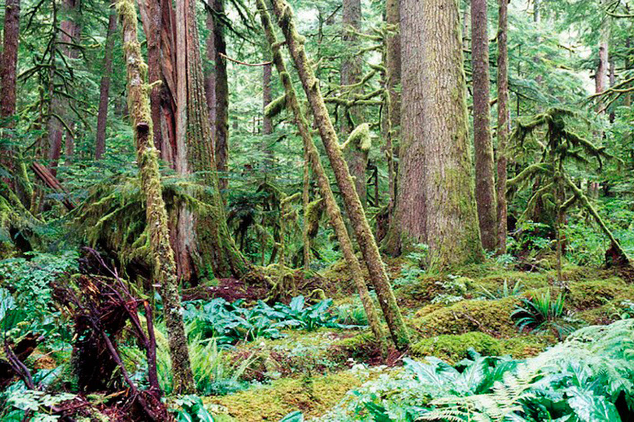 Nine-week course aimed at those with wooded property | Washington State University