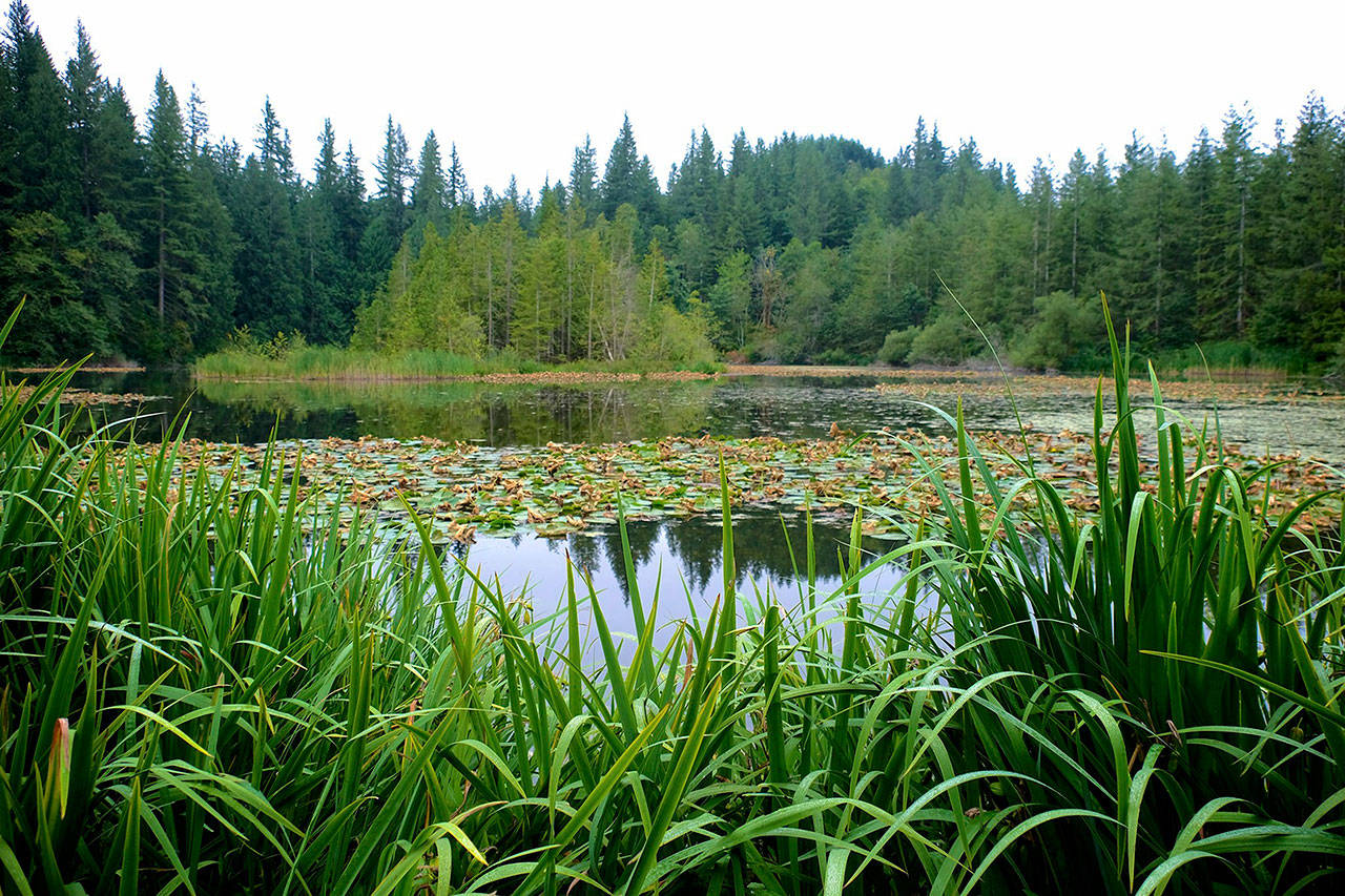 County considering plans for forested acres near Enumclaw