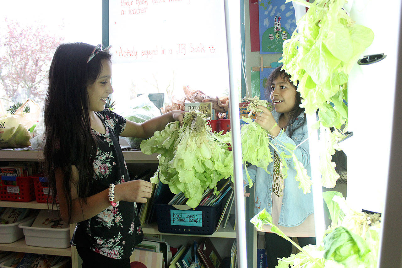 Students Kendra Arteaga and Valeria Rodrigues-Pachuca harvest some fresh lettuce to give to the Enumclaw Food Bank. Photo by Ray Miller-Still