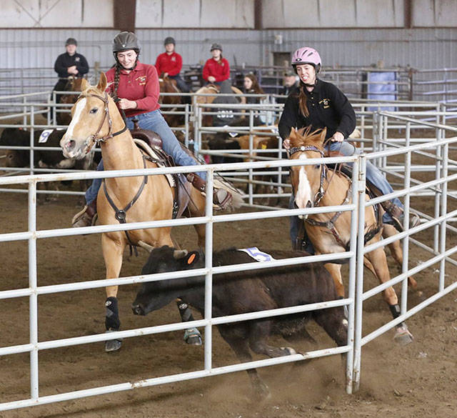 Sophia Collins and Daniela Iacopi compete in cow sorting. Larger photos are below. Contributed photo