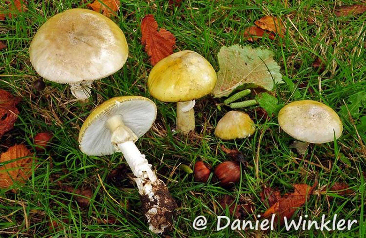 Amanita phalloides, otherwise known as the deathcap mushrooms. Photo courtesy Mushroaming.com