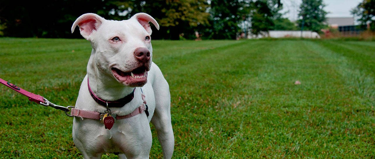 Like the Washington State Legislature, the Humane Society believes there is no evidence particular dog breeds are more likely to be dangerous than others, and that breed-specific bans do not reduce dog bites or attacks. Photo courtesy Meredith Lee / The HSUS.