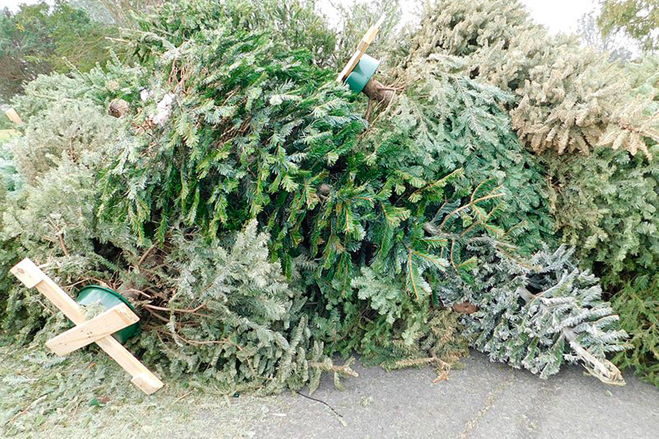 How to recycle your holiday trees, lights