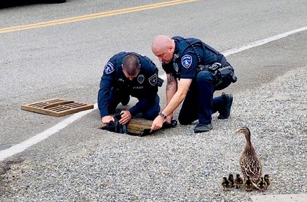 A mother duck observes Des Moines Police Officers Ochart and Hake rescue her ducklings Wednesday, May 20 that fell into a storm drain. COURTESY PHOTO, Des Moines Police