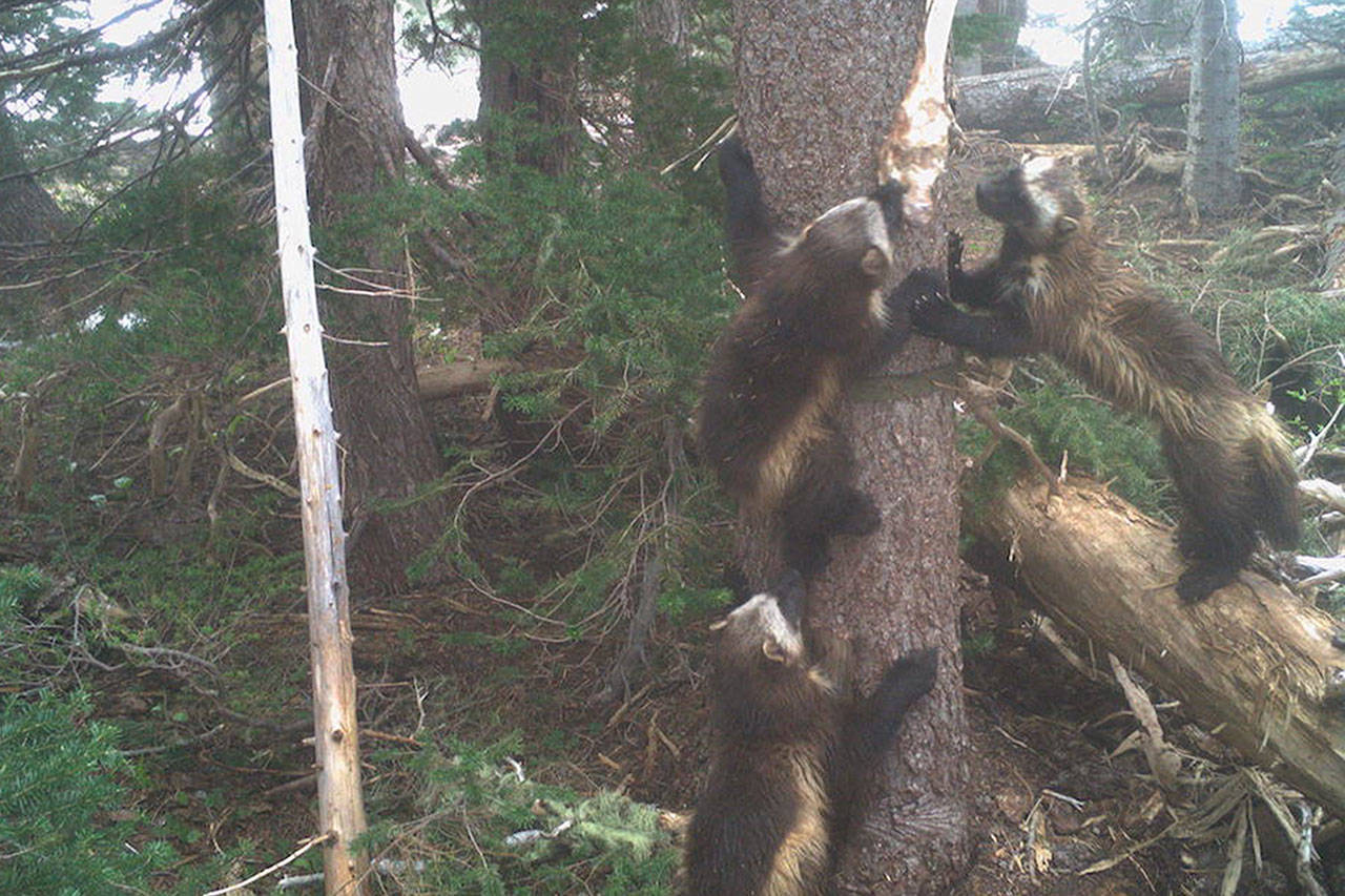 A wolverine family at Mount Rainier National Park. Photo courtesy Cascades Carnivore Project and the National Park Service