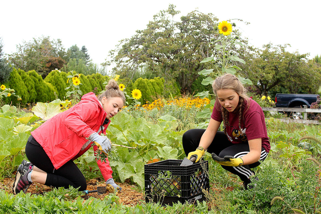 Sophia and Natalie DeMarco worked at the Hope Lutheran Church’s Hope Garden during last year’s Beautify Enumclaw event. The garden provides fresh produce to the Plateau Outreach Ministries’ food bank. Photo by Ray Miller-Still