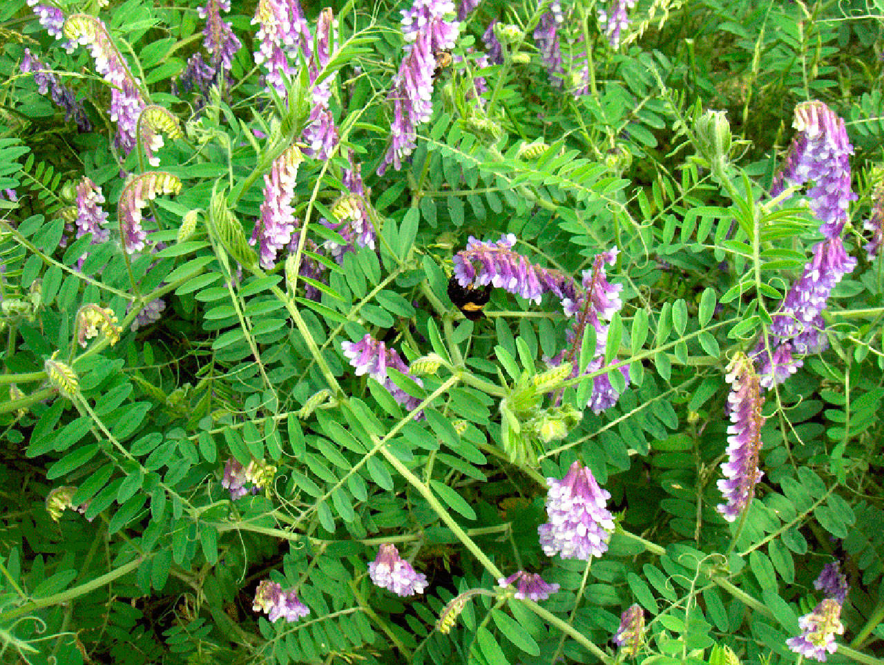 Hairy vetch seedpods contain cyanide, and can be lethal. Stock photo