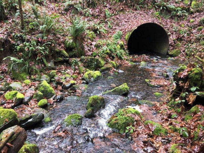 The Pussyfoot Creek culvert running underneath SR 164 is undersized, and sections inside the existing culvert create conditions that make it very difficult or impossible for salmon and other fish to travel upstream. Photo courtesy Washington State Department of Transportation