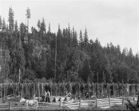 Harvesting hops in the 1890s on the Plateau. Picture provided by the EPHS museum.