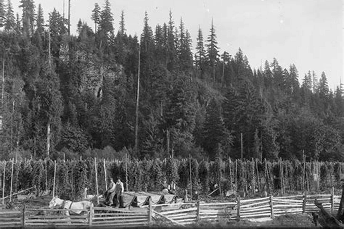Harvesting hops in the 1890s on the Plateau. Picture provided by the EPHS museum.