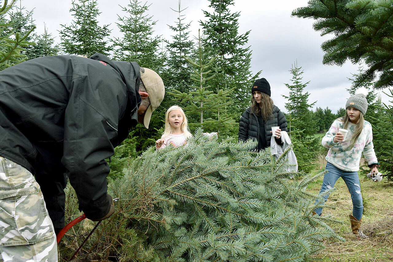 Jeff Pratt finishes cutting the family Christmas tree at Mt. Rainier Nobles in Enumclaw. Photo by Alex Bruell