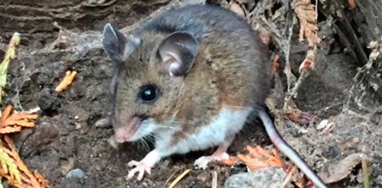 A deer mouse, the natural reservoir for hantavirus in Washington state. Image courtesy Public Health Insider