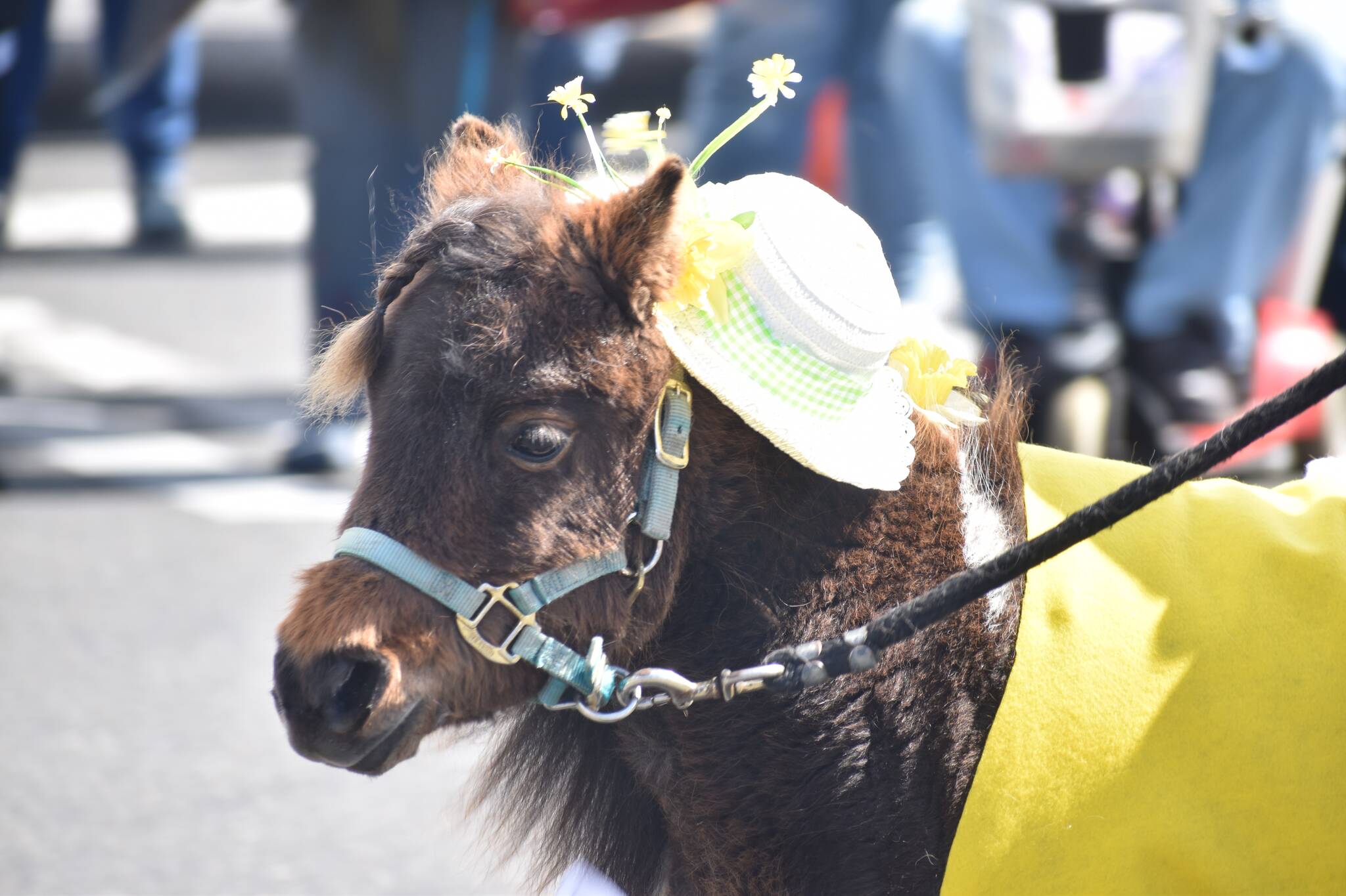 Ponies, horses, donkeys, goats and dogs were among the animals that joined the parade. Photo by Alex Bruell