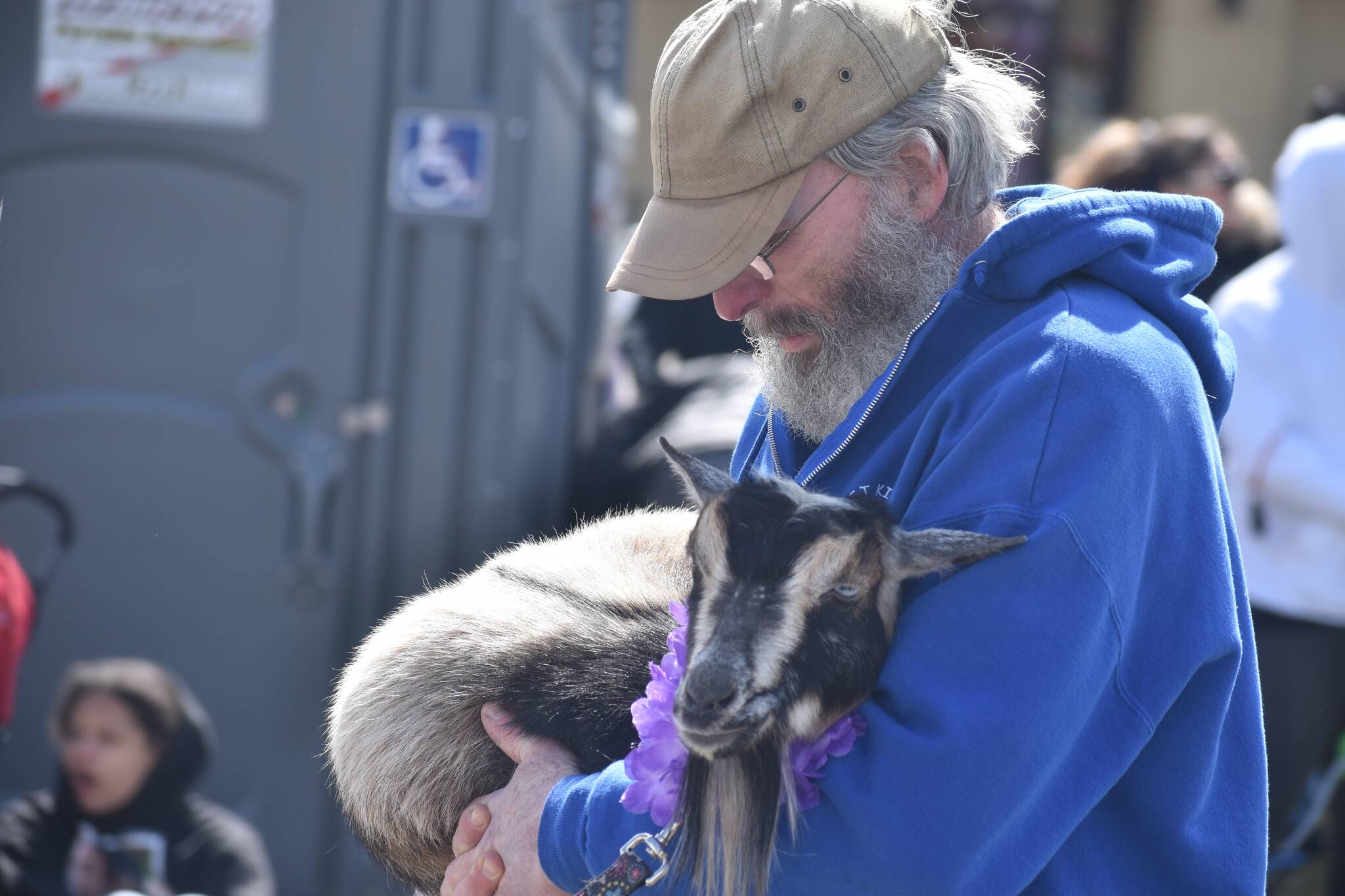 A man cradles a goat during the Daffodil Parade in Puyallup. Photo by Alex Bruell