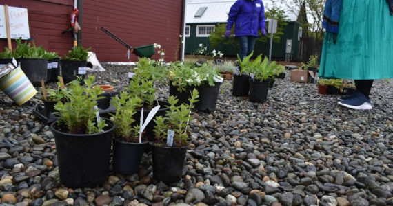 Local Ida Marge Guild Secretary LuAnne Hedges, center, talks plants at the recent Country Store Bazaar put on by the guild at Buckley Hall. The fundraiser, which support Mary Bridge Children’s Hospital in Tacoma, raised more than $6,500.