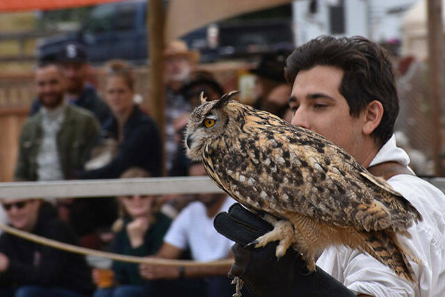Washington’s annual Renaissance Faire at Kelly Farms features vast amounts of performances, from sword fights, jousting to juggling and magic, ax throwing and archery, and — pictured here — raptors and falconry. Photo by Alex Bruell