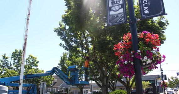 Workers trimmed and cut down trees around the parking lot behind Arts Alive! and the Enumclaw Chamber of Commerce on July 25. Photo by Ray Miller-Still