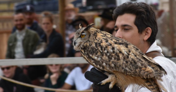 Washington’s annual Renaissance Faire at Kelly Farms features vast amounts of performances, from sword fights, jousting to juggling and magic, ax throwing and archery, and — pictured here — raptors and falconry. Photo by Alex Bruell