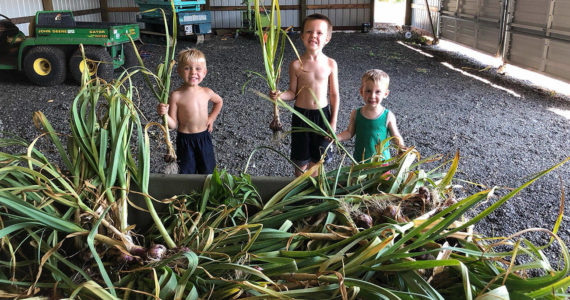 The Goats and Garlic Festival will feature — what else — all varieties of garlic, plus baby miniature goats to pet. Pictured holding up harvested garlic are Hayes Kelly, Henry Kelly, Cash Cunningham. Photo courtesy Venise Cunningham