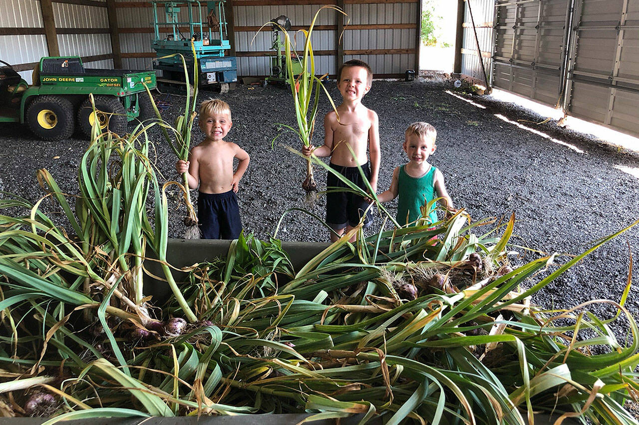 The Goats and Garlic Festival will feature — what else — all varieties of garlic, plus baby miniature goats to pet. Pictured holding up harvested garlic are Hayes Kelly, Henry Kelly, Cash Cunningham. Photo courtesy Venise Cunningham