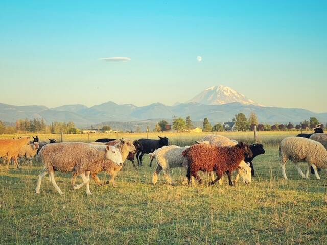 Bless Ewe Sheep Farm. Photo courtesy of Carolynn Bernard