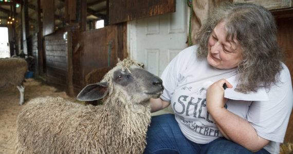 Photo by Henry Stewart-Wood / Sound Publishing
Carolynn Bernard, owner and operator of Bless Ewe Sheep Company, pets one of the sheep on her farm in Enumclaw on Aug. 17, 2021.