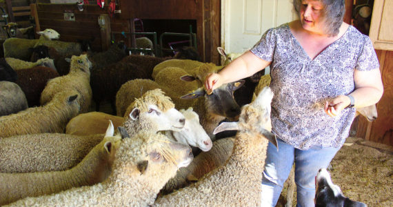 Photo by Ray Miller-Still
Carolynn Bernard knows all the name of the sheep she cares for; some people donate money to the Bless Ewe sanctuary to “adopt” their own sheep and set up monthly Zoom calls with them.