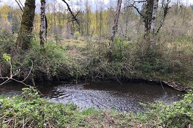 The King County Water and Land Resources Devision will be planting native species along the Green River and helping adapt the habitat to better suit the salmon that use it in the fall and early winter. Photo courtesy Recreation and Conservation Office