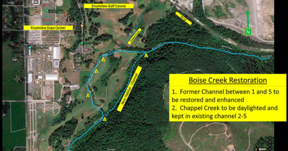 In order to free up room for salmon, Boise Creek will be rechanneled and restored along the edge of the Enumclaw Golf Course. This will not only provide shade for the salmon, which is vital for their survival upstream, but also keep the creek from flooding the golf course, which has resulted in some holes being closed in the past. Image courtesy the city of Enumclaw