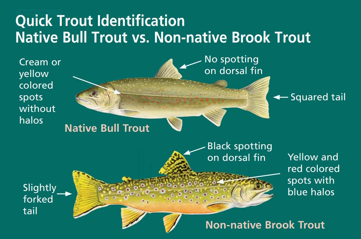 Help a salmon, catch a brook trout