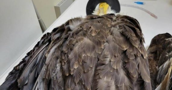 The bald eagle was brought to Pine Tree Veterinary Clinic in Maple Valley and was anesthetized for an examination. Photo by Featherhaven/David Ward