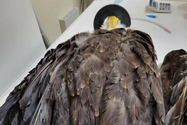 Bald eagle found shot in Enumclaw | Courier-Herald