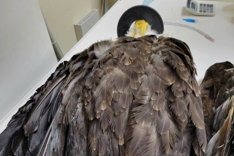 The bald eagle was brought to Pine Tree Veterinary Clinic in Maple Valley and was anesthetized for an examination. See X-rays and full-sized photos at the end of the article. Photo by Featherhaven/David Ward