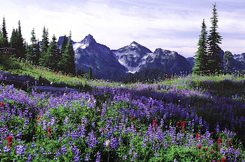 Wildflower meadow at Paradise with a view of the Tatoosh Range.
NPS/M. Larson Photo