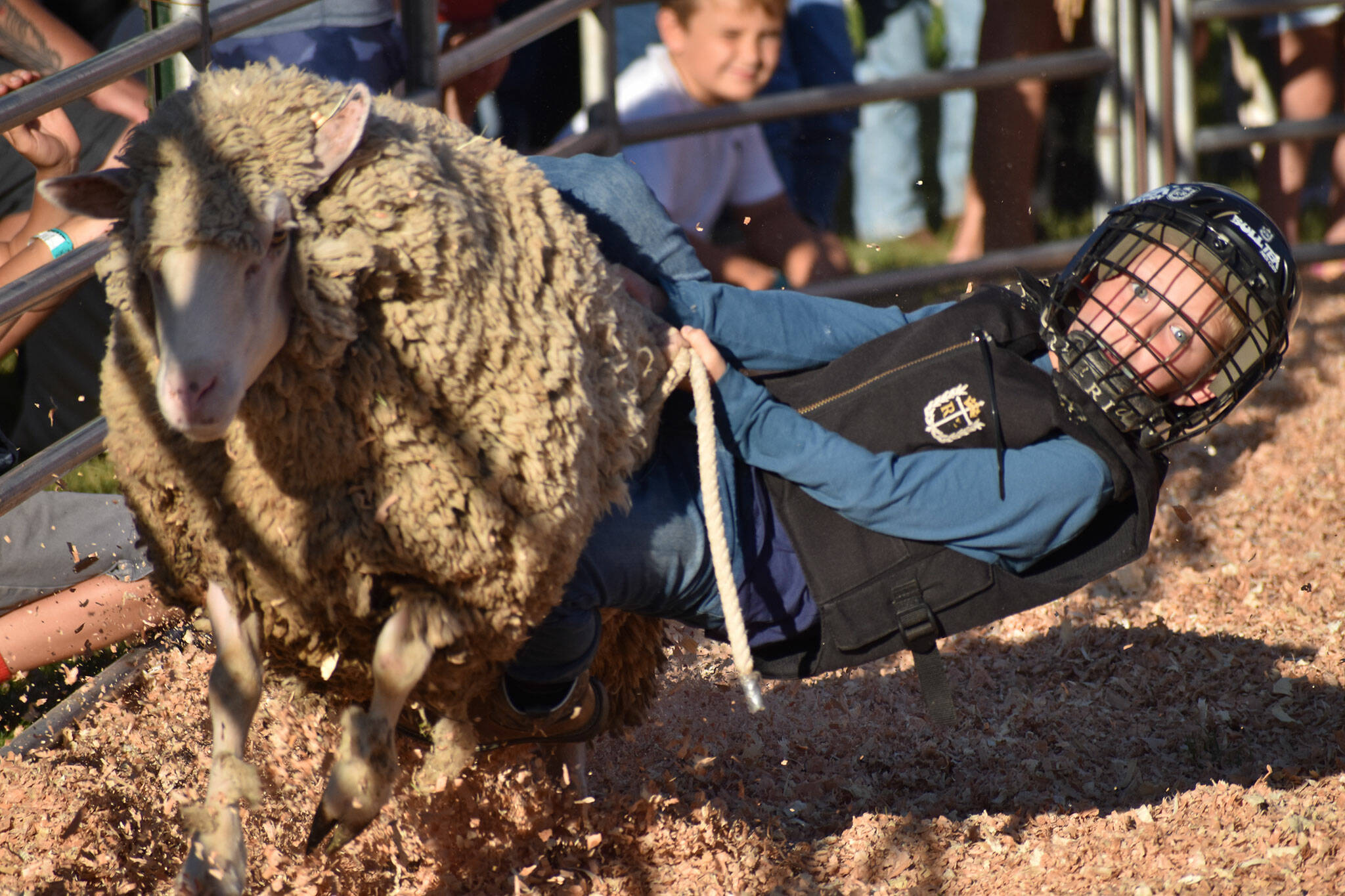 A kid “mutton busts,” or rides a sheep, at the 2022 King County Fair. Photos by Alex Bruell.