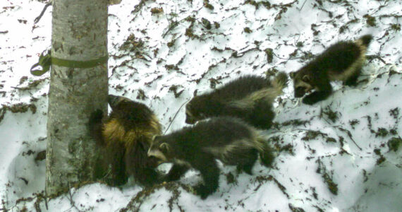 Joni the wolverine leading her triplets through a monitoring station outside Mount Rainier National Park. The station snags DNA samples from the wolverines for testing and takes photos for the Cascades Carnivore Project. Contributed photo