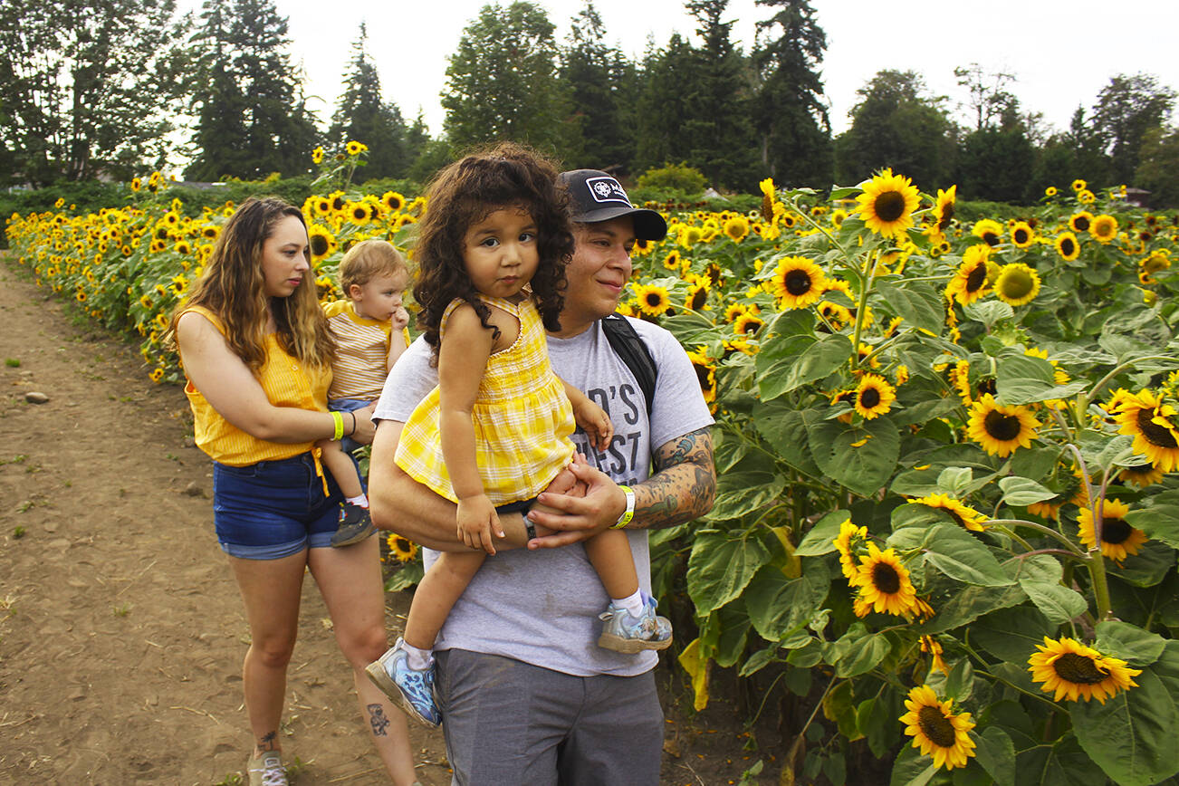 Photos by Ray Miller-Still
August is a busy month on the Plateau, with sunflower festivals at Maris Farms and Thomasson Family Farm and the Pro Rodeo at the Enumclaw Expo Center. Pictured is a photo from Maris Farms last year.