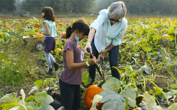 Elena Davila and her grandmother cutting a pumpkin off the vine in Thomasson Family Farm’s pumpkin patch last year. Photo by Ray Miller-Still