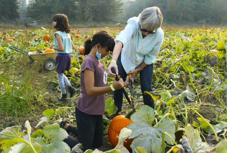 <p>Elena Davila and her grandmother cutting a pumpkin off the vine in Thomasson Family Farm’s pumpkin patch last year. Photo by Ray Miller-Still</p>