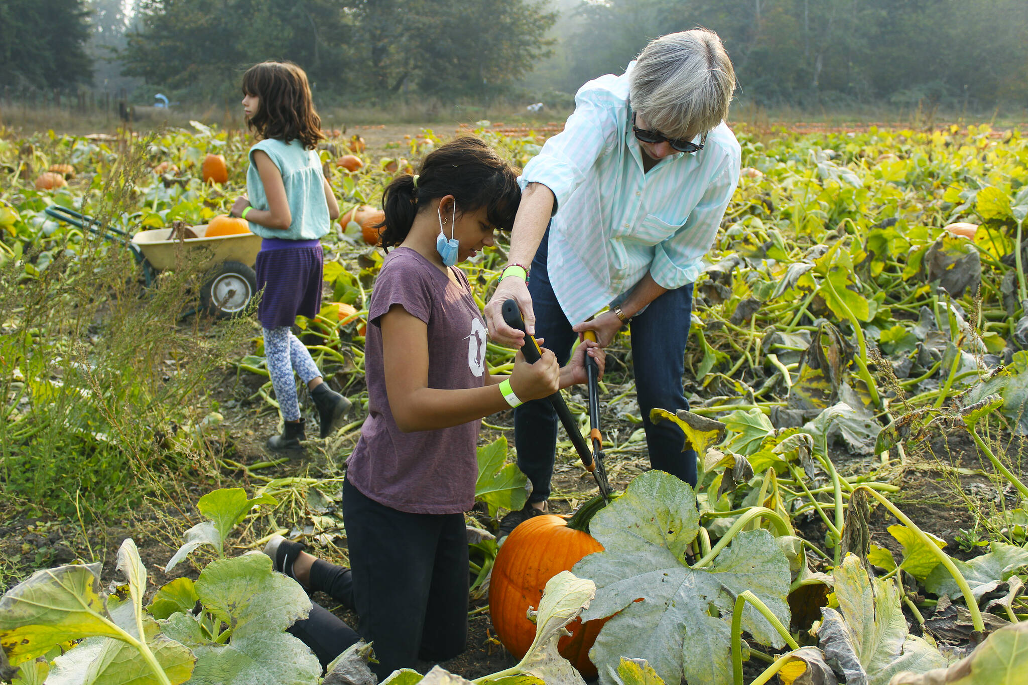 Elena Davila and her grandmother cutting a pumpkin off the vine in Thomasson Family Farm’s pumpkin patch last year. Photo by Ray Miller-Still
