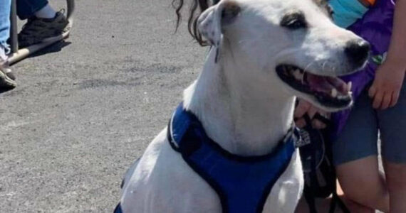Tina, a white pitbull, jumped out of a car after a crash on SR 410. She was located a day later. Photo courtesy Washington State Patrol