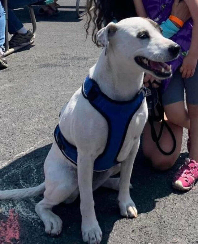 Tina, a white pitbull, jumped out of a car after a crash on SR 410. She was located a day later. Photo courtesy Washington State Patrol