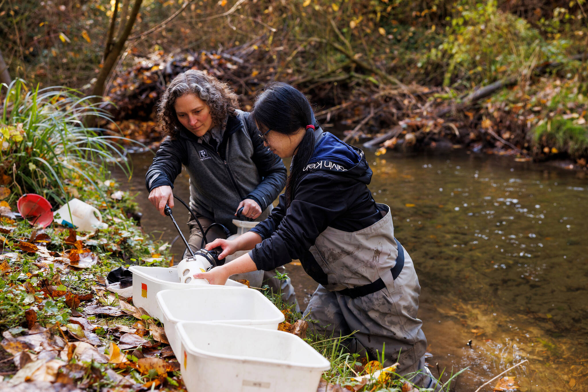 Beth Sosik and Diane Yeh, environmental scientists with King County, taking bug samples at Thorton Creek during a press conference celebrating the improvement of local urban streams. Photo courtesy King County
