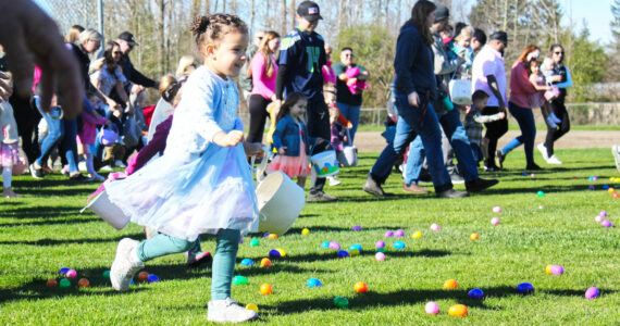 Photos by Ray Miller-Still
… these eggs go fast, so really take flight. Expert Easter egg hunters descended onto the baseball fields at Enumclaw’s Boise Creek Park last Saturday for the annual Babbitt Rabbitt hunt, which started at 10 a.m. sharp — and was more-or-less over four minutes later. Pictured first out of the gate is Maevé Harrison; finding a calm spot to grab her eggs is Zuri Jacobs; and finally, Luna Gonzalez tries to snatch an egg from another hunter.