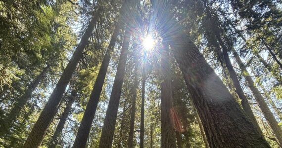 Photo by Kevin Hanson
Land of the Giants, indeed.